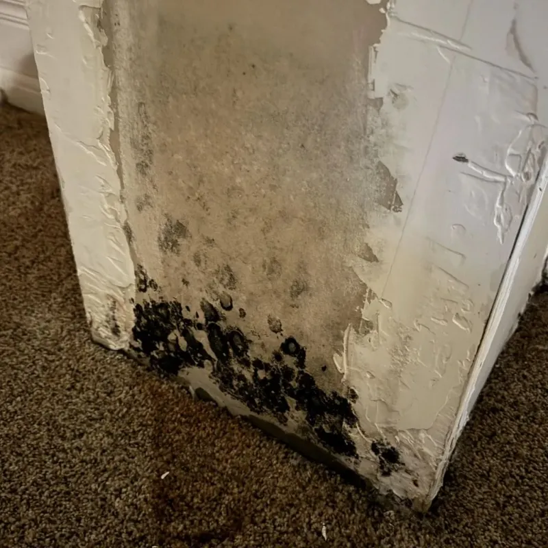 Professional Mold Removal in Hernando, FL